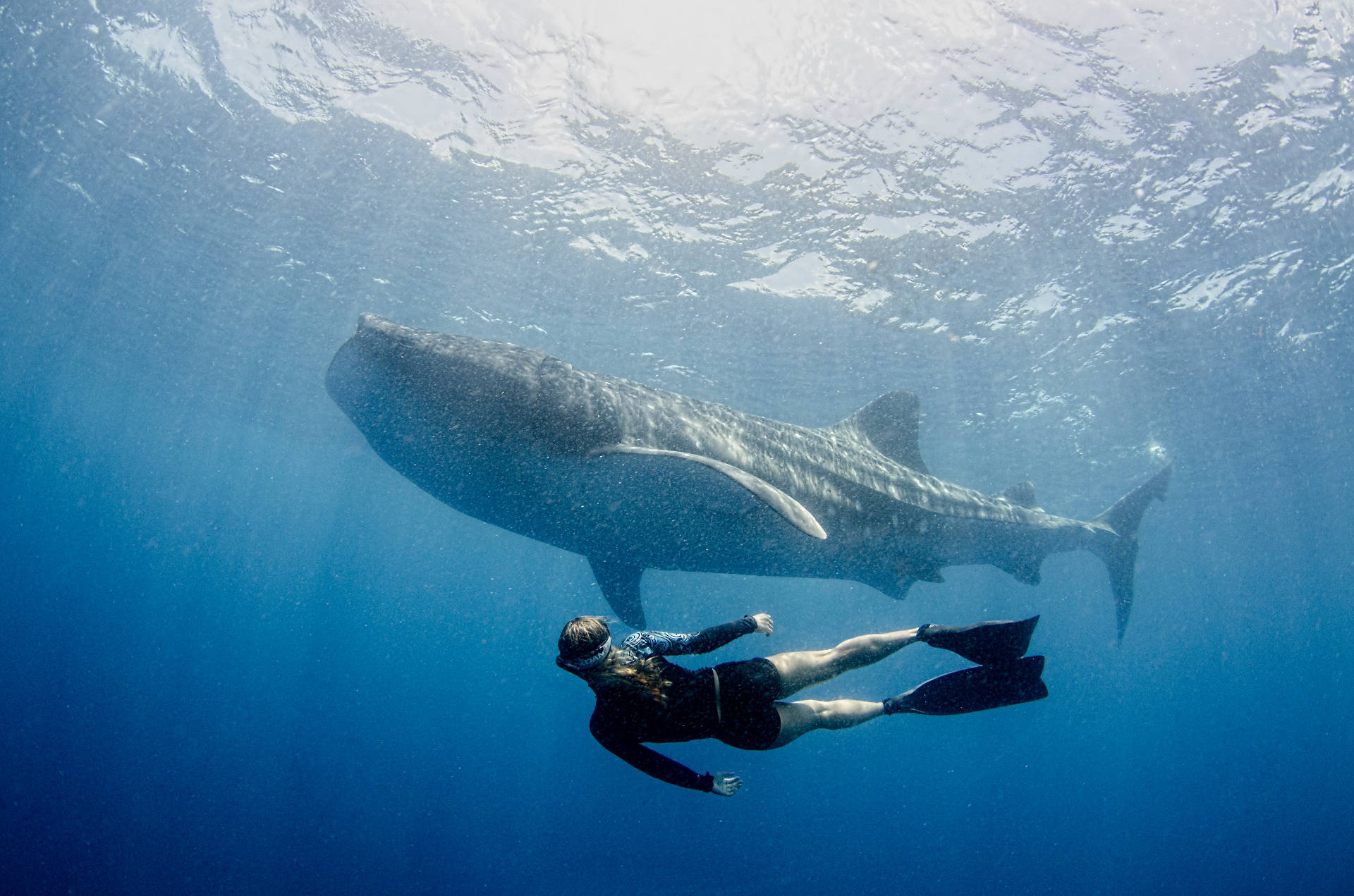 A freediver glides beneath a whale shark near the ocean surface